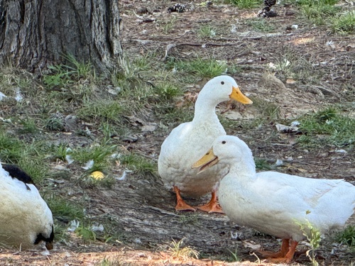 Domestic Mallard