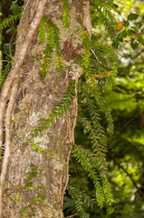 Tmesipteris sigmatifolia