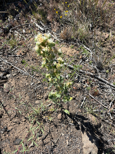 Phacelia heterophylla, photograph 6