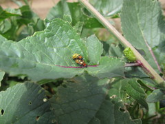 Diabrotica decempunctata