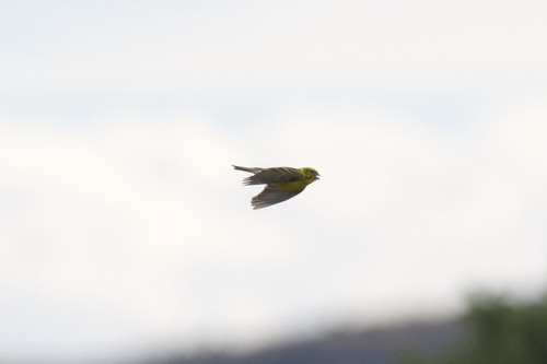 European Serin