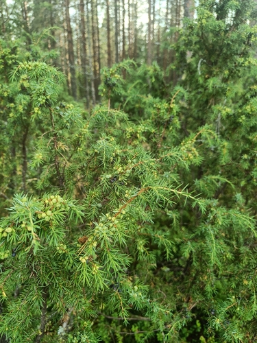 common juniper