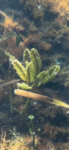 Caulerpa paspaloides observed 2026-07-30