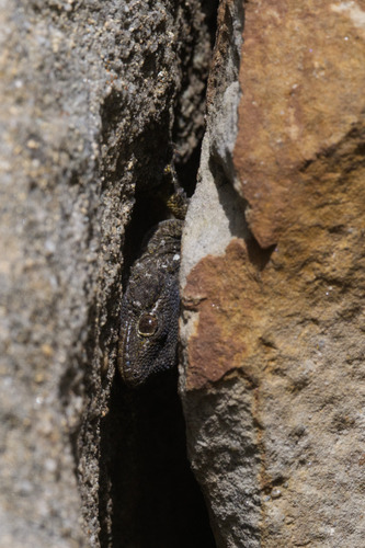Moorish Gecko