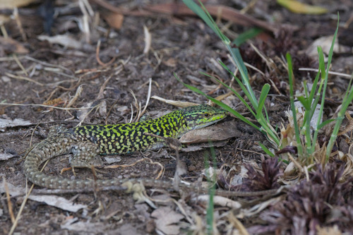 Italian Wall Lizard