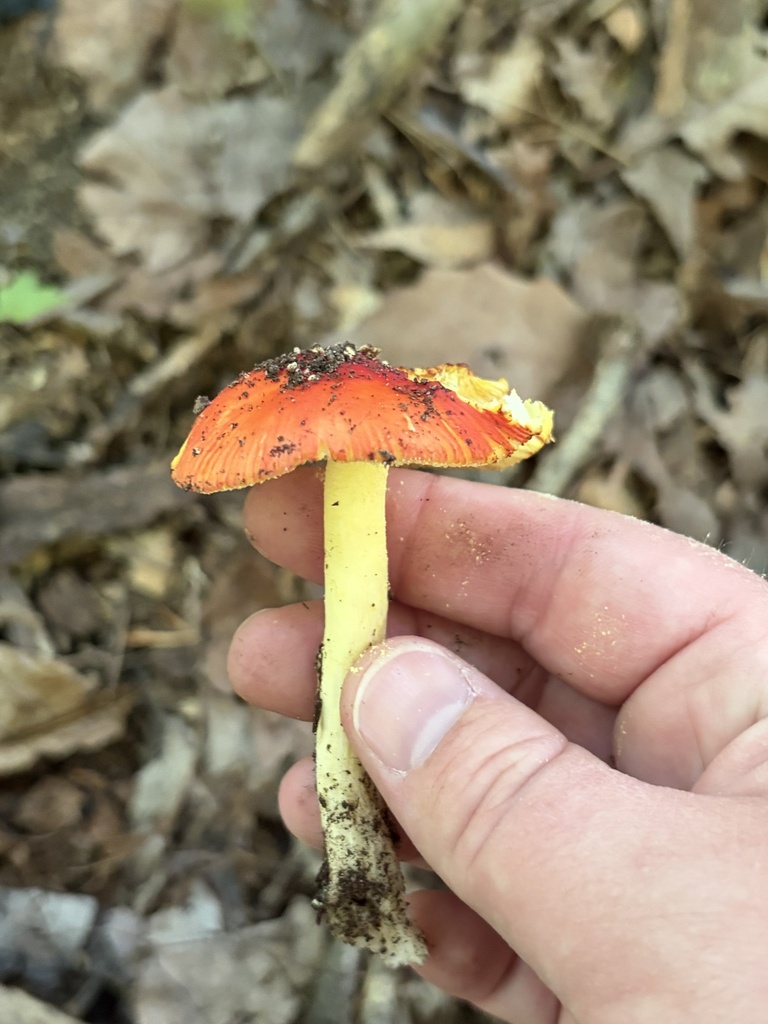 False Caesar's Mushroom · July 2026 · photo: Photo: (c) Julie Travaglini, some rights reserved (CC BY) · iNaturalist