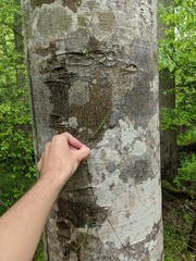 Melica mutica