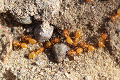 Lasius claviger