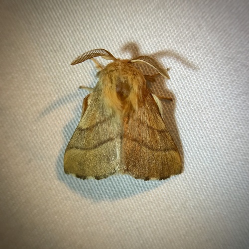 Forest Tent Caterpillar Moth, Wales Ave, Fort Worth, TX, US, photo 8 of 10