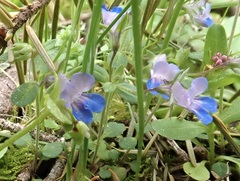 Collinsia grandiflora