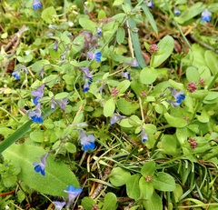 Collinsia grandiflora