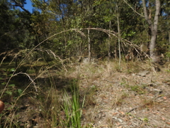 Aristida benthamii