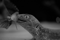 Gekko gecko
