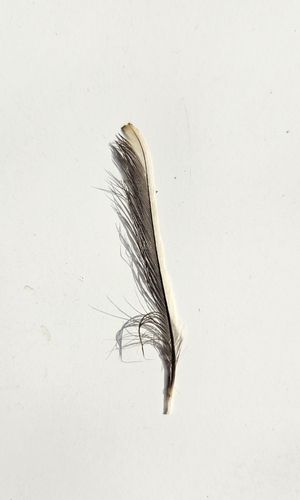 Plume de Mésange charbonnière