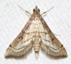 Spilomelini