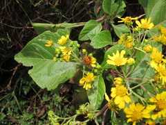 Adejeania