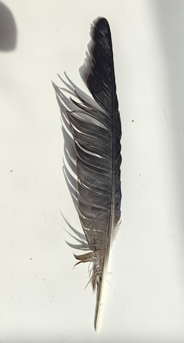 Plume de Corneille noire