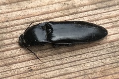 Melanactes densus