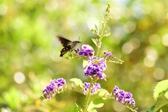 Macroglossum micacea