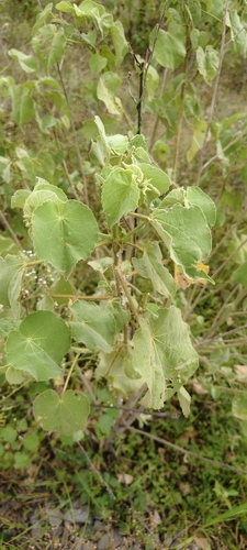 Abutilon hirtum observed 2026-07-30