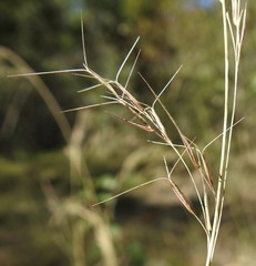 Aristida benthamii