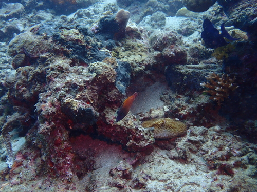 Pervagor melanocephalus observed 2026-07-25