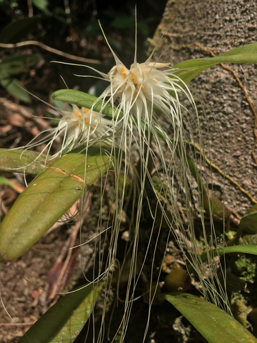 Bulbophyllum medusae, photograph 2