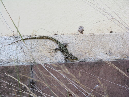 Green Iberian Wall Lizard, Coimbra, Portugal, photo 6 of 10