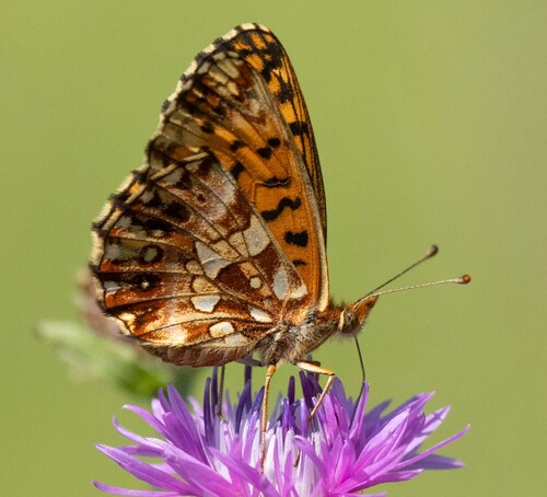 Weaver's Fritillary, 42254, Jamno, Croatia, photo 10 of 10