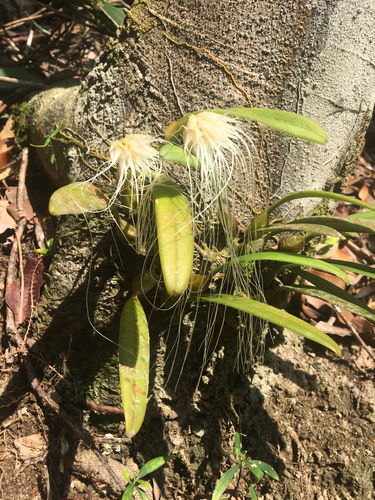 Bulbophyllum medusae, photograph 1