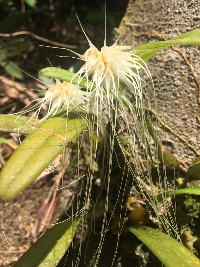 Bulbophyllum medusae