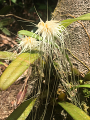Bulbophyllum vaginatum
