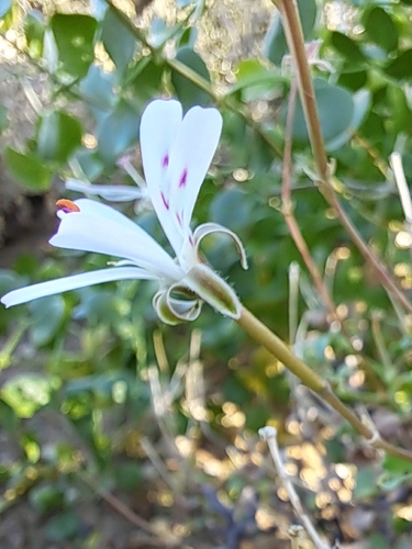 Pelargonium xerophyton, 2026-07-29