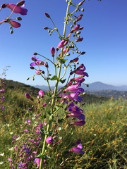 Penstemon spectabilis spectabilis
