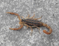 Centruroides baldazoi