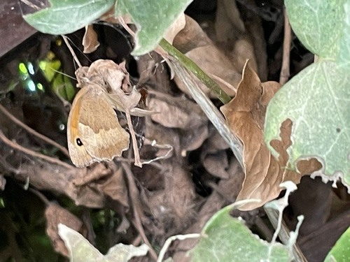 Meadow Brown