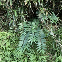 Polygonatum arisanense
