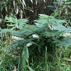 Polygonatum arisanense