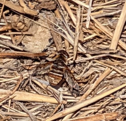 iNaturalist observation photo of Lepidanthrax