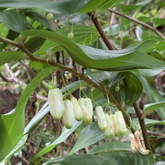 Polygonatum arisanense