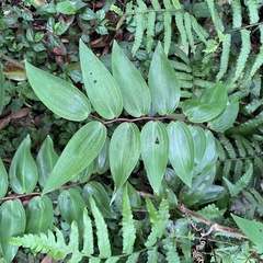 Polygonatum arisanense
