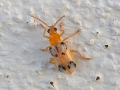 Diabrotica litterata