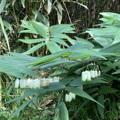 Polygonatum arisanense