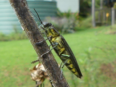 Paracupta lamberti