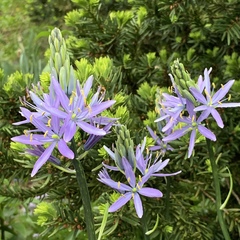 Camassia cusickii