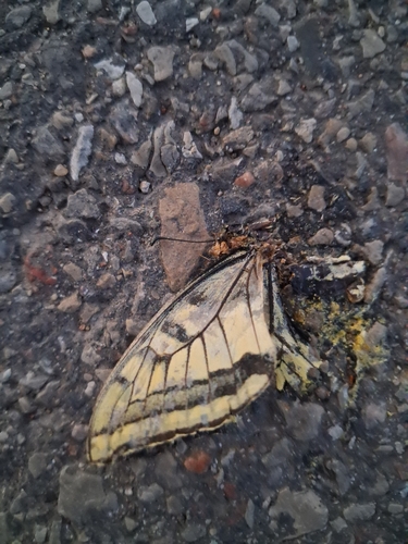 Old World Swallowtail