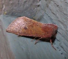 Orthosia transparens