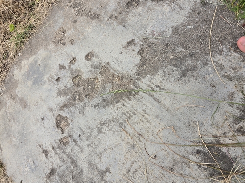 Perennial Ryegrass