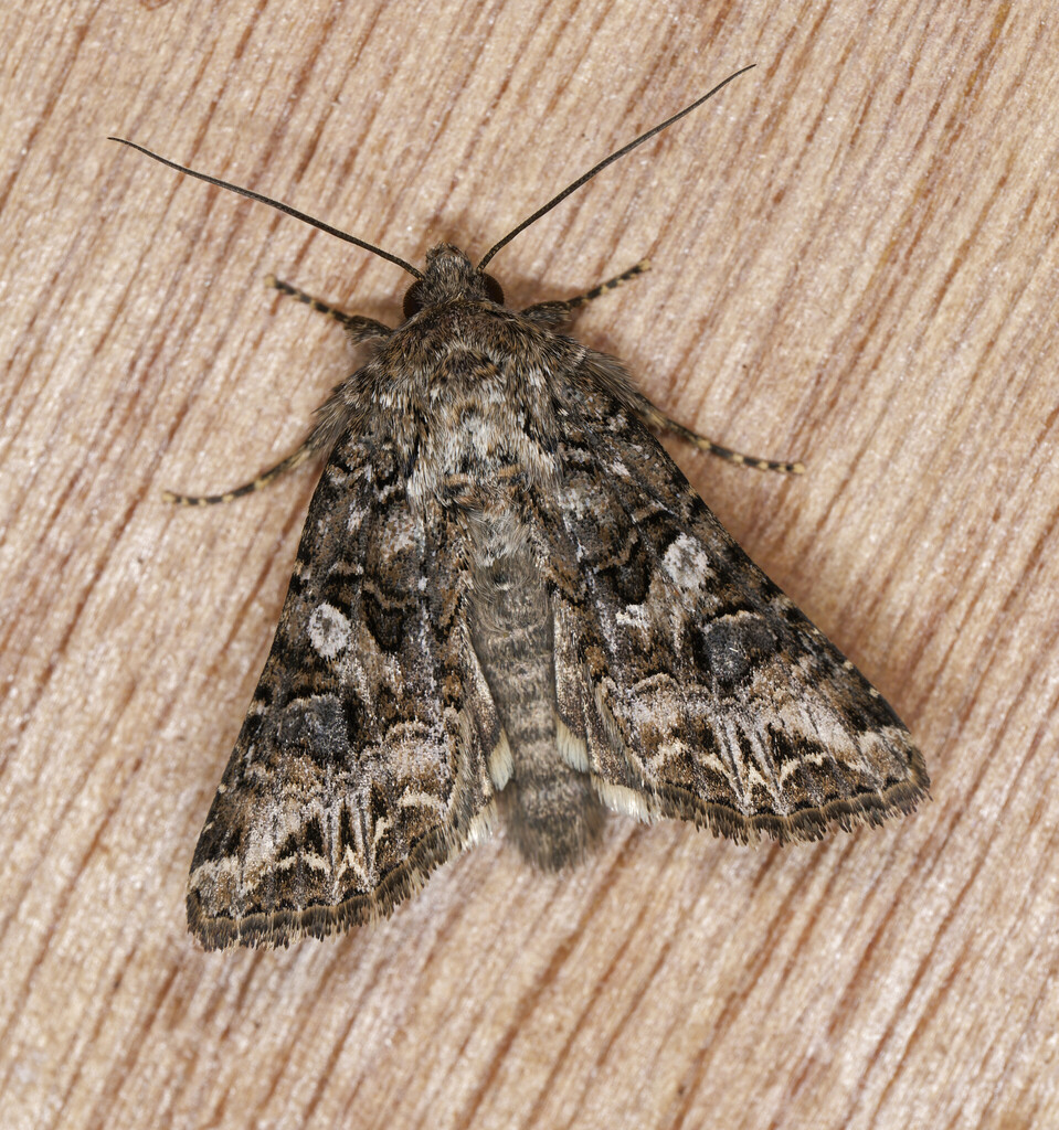 Anarta odontites