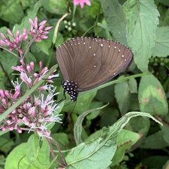 Euploea eunice hobsoni